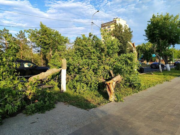 Когда деревья стали больными