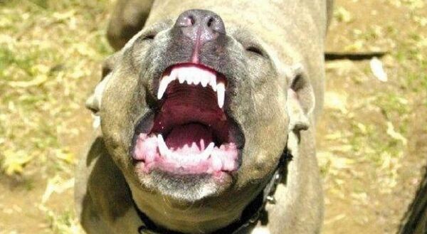 «Мальчишки сами дразнили собак»: