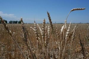 Фермеры получили вперёд