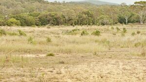 Не пашут, не сеют, не пасут