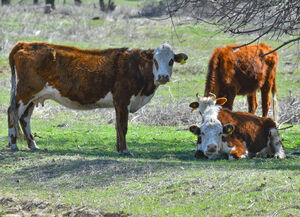 Каждая корова будет под контролем!