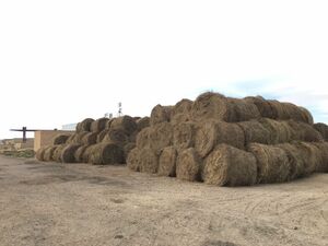 Овёс нынче дорог