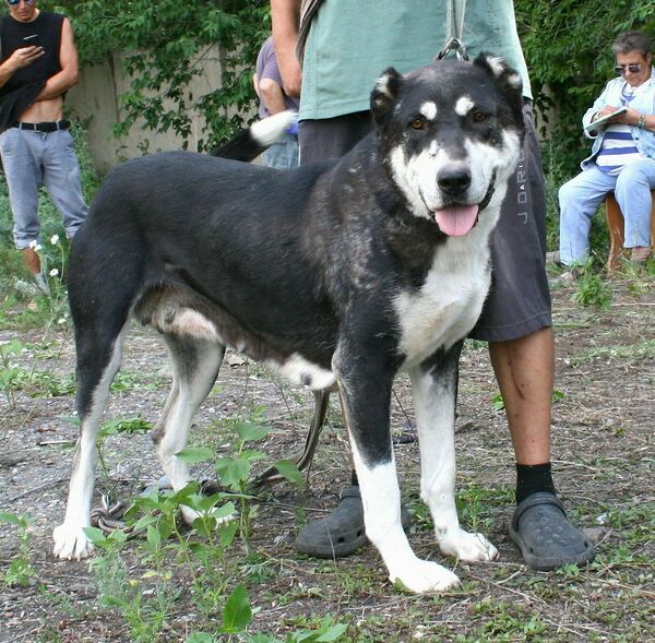 Охранник, друг и хороший психолог