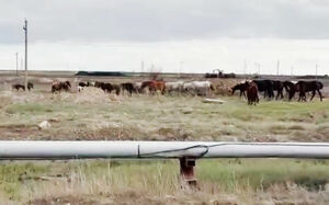 Тафгай, не гони лошадей!