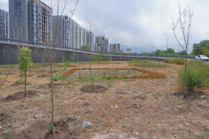 То ли деревце,  а то ли виденье