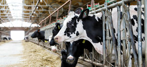 Скандал, которого не было