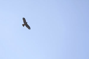 Птицу видно по полёту