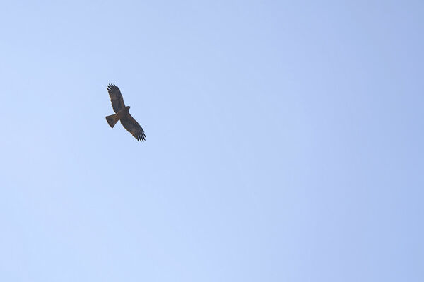 Птицу видно по полёту