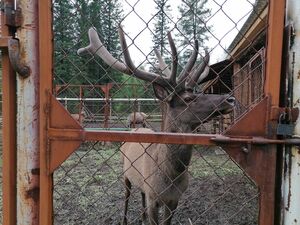 Слово о пантах