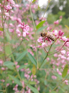 Пусть будут правильные пчёлы