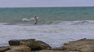 Вода непригодна для всех видов пользования