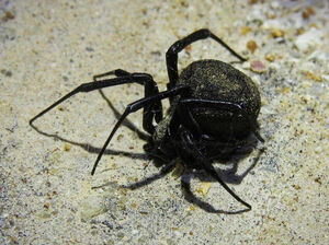 Незваные гости