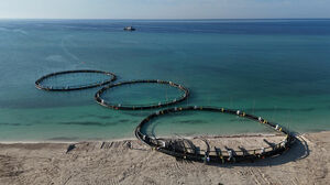 И рыбку съесть, и экологию сохранить