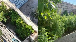 Скосили под корень