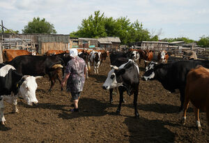 Вместо коров будем разводить перепёлок?