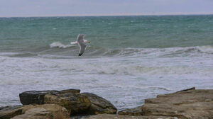 Состояние Каспия касается судьбы не одной страны, а всего региона — Президент