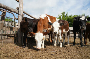 Как при колхозном строе