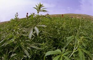 Садоводство вне закона