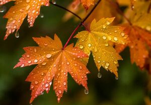 Дожди ожидаются в субботу по Казахстану, в ряде регионов заморозки