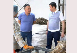 До последней шерстинки