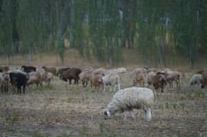 Землю - крестьянам