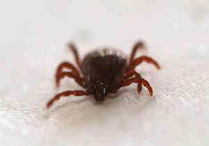 Лечитесь спиртом!