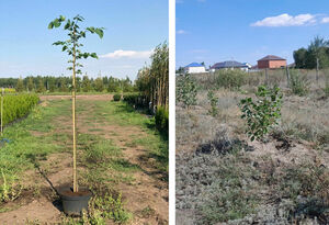 Своя роща не тянет