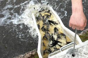 Расти, рыбка!