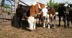 Завалят полки, собьют цены