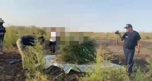 Зелёный груз