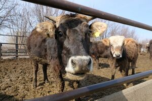 Падёж без видимой причины?