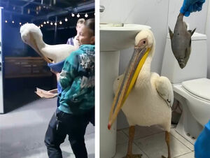 Что делать с пеликаном?