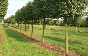 Акимат включил заднюю