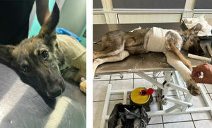 От ветскорой - по радуге