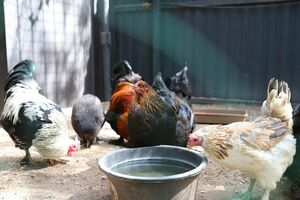 Одно за другое цепляется