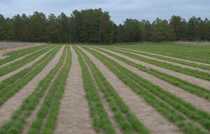 Опять  “крекс, пекс, фекс”  не прошептали…