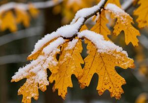 Дождь со снегом ожидается в пятницу в ряде регионов Казахстана