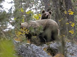 Плодятся как кролики