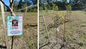 Яблоня имени Бауыржана Момышулы