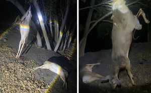 Не знали, но стреляли