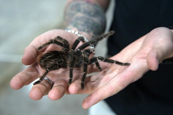 Домашние питонцы