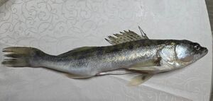 Что за чудо это рыба?
