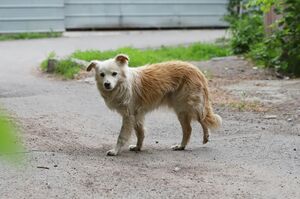 Гуманно и безопасно