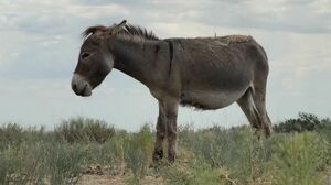 Ослиная история