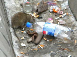 Опасное нашествие