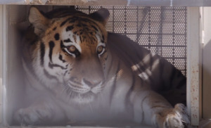 Возвращение наследников