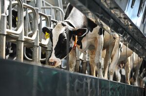 Липовые справки