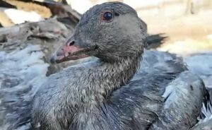 Гусиный мор