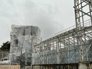 Деревья замерзают стоя