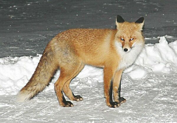 Бешеная гостья